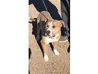 Chance, American Pit Bull Terrier For Adoption In Crosbyton, Texas