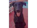 Be Happy!!!!, Labrador Retriever For Adoption In Bonita Springs, Florida