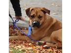 Adopt Brandon a Boxer