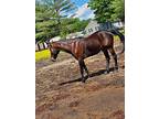Tarzan, Standardbred For Adoption In Salisbury, Maryland