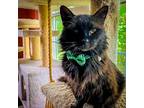 Dainty Miss, Domestic Longhair For Adoption In Sherman, Texas