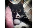 Panda, Domestic Shorthair For Adoption In Sherman, Texas
