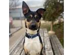 Adopt Earl a Mixed Breed