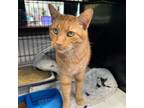 Adopt Sweetness a Domestic Short Hair
