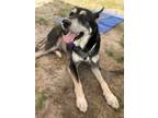 Adopt Jack a Shepherd
