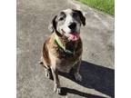 Adopt Auzzie a Hound