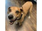 Adopt Tex a Hound