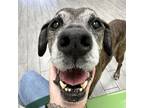Adopt Jazz a Hound