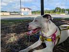 Louise, American Pit Bull Terrier For Adoption In New Braunfels, Texas
