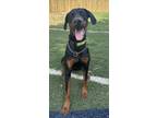Adopt Squanchy a Doberman Pinscher