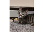 Adopt Dispatcher a Domestic Short Hair