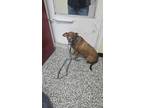 Adopt Bear a Labrador Retriever, Mixed Breed