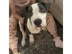 Adopt Jack Daniels WM a American Staffordshire Terrier