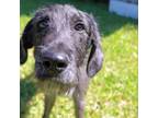 Adopt Chaco Taco a Irish Wolfhound, Poodle