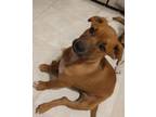 Adopt Vaughn a Labrador Retriever, Hound