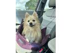 Adopt Teddy B a Pomeranian