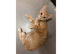 Adopt Max a Domestic Short Hair