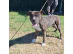 Adopt Thor a Pit Bull Terrier