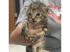 Adopt Chevron a Domestic Short Hair