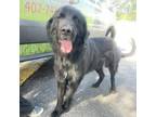 Adopt Beryl a Newfoundland Dog, Black Labrador Retriever