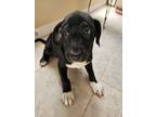 Adopt Blackie a Basenji, Labrador Retriever