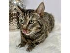 Adopt Simon a Domestic Short Hair