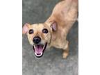 Adopt Cedar a Terrier