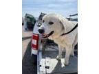 Adopt Yeti a Great Pyrenees