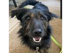 Adopt Woolly a Scottish Terrier