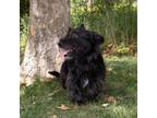 Adopt Dust Buster a Scottish Terrier