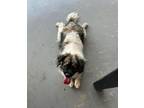 Adopt Charlie a Papillon