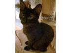 Adopt Pyknic a Domestic Medium Hair, Domestic Short Hair