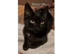 Adopt Blankyt a Domestic Short Hair