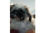 Adopt Sushi a Shih Tzu