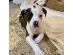 Adopt Wildest Dreams a Pit Bull Terrier