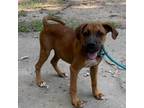 Adopt Murphy a Boxer, Mixed Breed