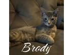 Adopt Brody a Domestic Short Hair, Tabby