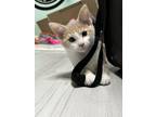 Adopt Taz a Domestic Short Hair