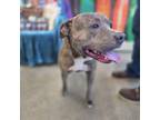 Adopt Ace a Terrier