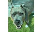 Adopt Valborg a Pit Bull Terrier