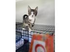 Adopt Colby Jack a Domestic Short Hair