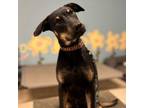 Adopt Charley a German Pinscher, Mixed Breed