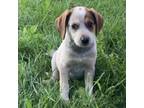Adopt Colada a Cattle Dog