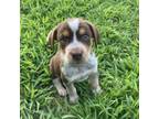 Adopt Brewski a Cattle Dog