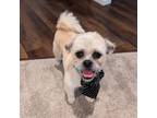 Adopt Harry a Pug, Poodle