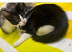 Adopt Rector a Domestic Short Hair