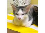 Adopt Oxford a Domestic Short Hair