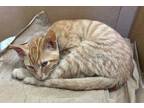 Adopt Maumelle a Domestic Short Hair