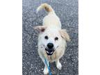 Adopt Dylan a Chow Chow, Mixed Breed