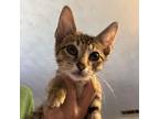 Adopt Twix a American Shorthair